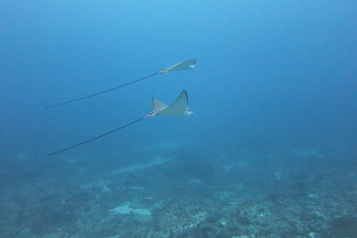 Blue Corner Dive - Nusa Penida