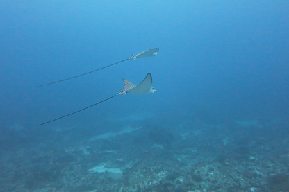 Blue Corner Dive - Nusa Penida