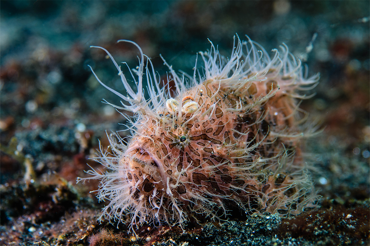 NAD Lembeh