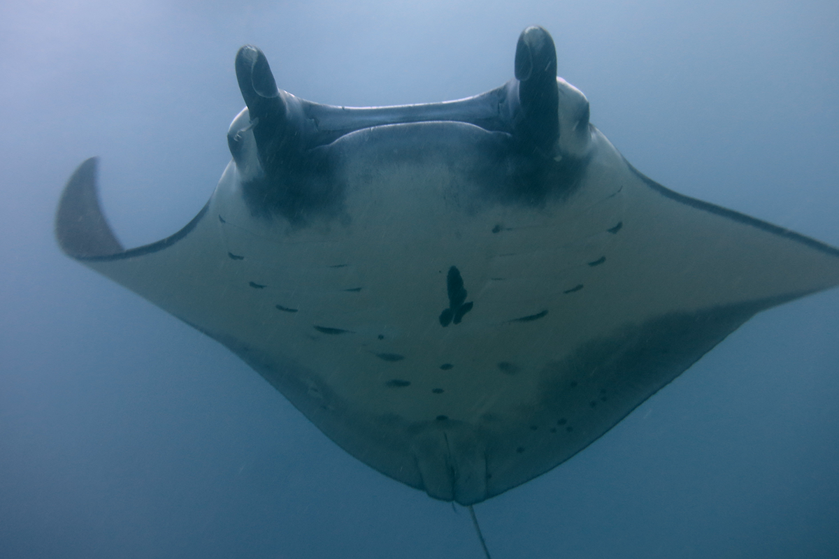 Blue Corner Dive - Nusa Penida