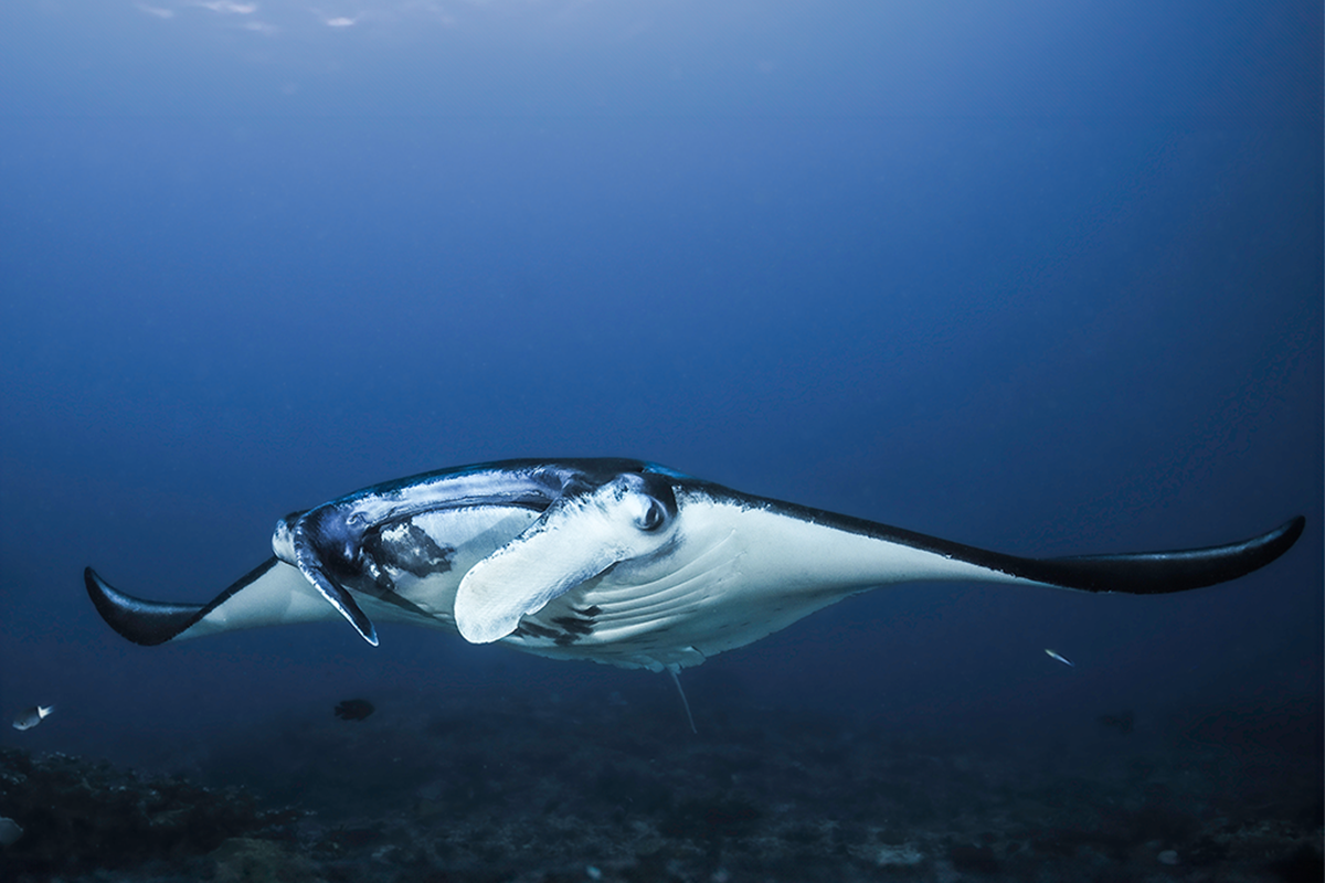 Blue Corner Dive - Nusa Penida