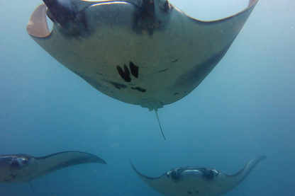 Blue Corner Dive - Nusa Penida