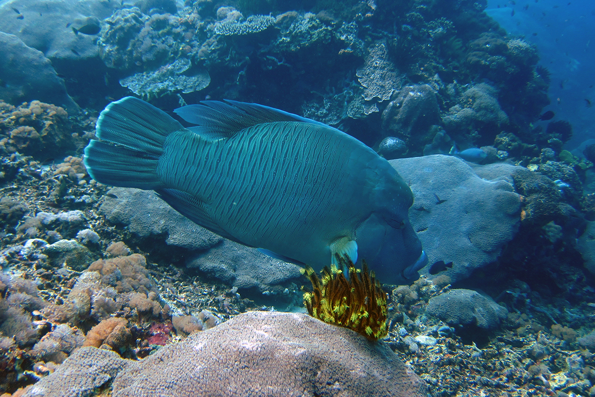 Blue Corner Dive - Nusa Penida