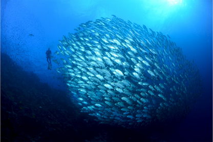 Tubbataha Reef: 6-12 May 2026