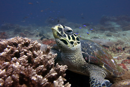 Blue Corner Dive - Nusa Penida